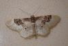 Idaea rusticata